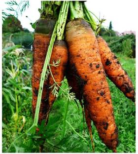 VibeX carrot Seed