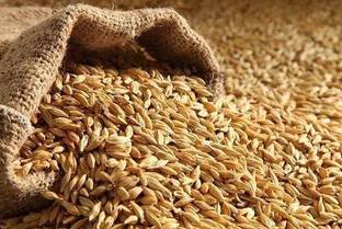 Freshtige Raw Barley Seeds (Jau) Grain Amaranth Seeds