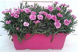 CYBEXIS Dianthus Mix Pot Veriety Seeds Seed