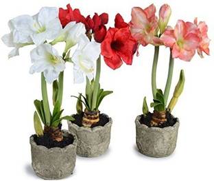 prev Lily Seed