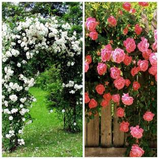 VibeX White Red Climbing Rose Seed