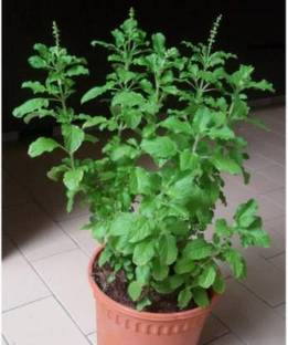 greennursery Tulsi Plant