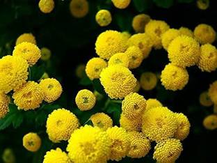 VibeX ® NBRI-126-Chrysanthemum parthenium fl.pl. Goldball Seed