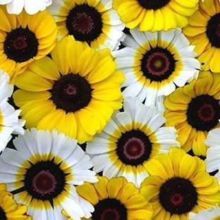 VibeX Chrysanthemum Seed