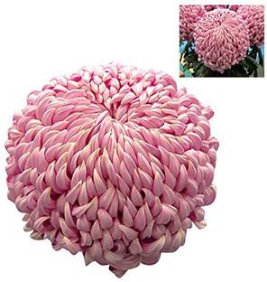CYBEXIS Fireworks Chrysanthemum Flower Seeds - Pink Seed