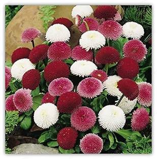 VibeX ™ ICAR-177-Chinese Chrysanthemum Ornamental Flower Seed