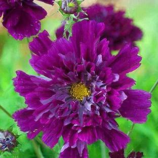 VibeX Chrysanthemum Seed