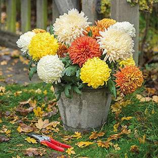 VibeX Chrysanthemum Seed