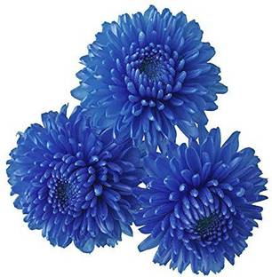 प्रिव क्रिसैन्थमम बीज