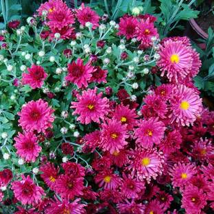 VibeX ® ICAR-42-Rose Red: Afco Ground-Cover Chrysanthemum Seeds Seed