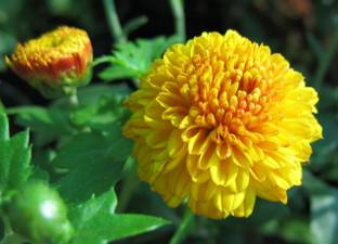 VibeX Chrysanthemum Seed