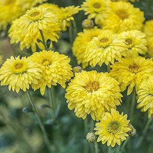 VibeX Chrysanthemum Seed