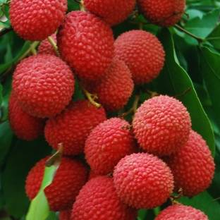 AloGardening Litchi Plant