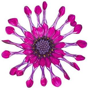 VibeX Beautiful Eyed Osteospermum African Daisy Seeds - Purple Seed