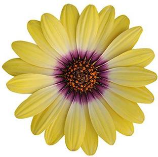 VibeX HAU-103-Yellow Osteospermum Flower Seeds Seed