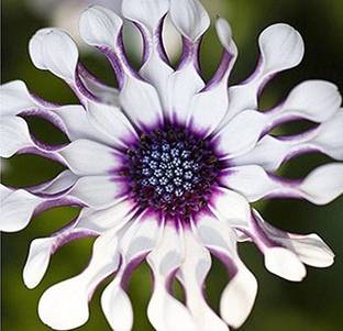VibeX ™ HAU-343-Osteospermum African Daisy Seeds - Wide White Seed