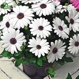 VibeX ® NBRI-566-African Blue Eyed Daisy Seeds Osteospermum Seeds Cape Mix Flower Heirloom Seed