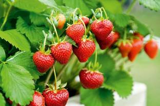 Bahan Traders Strawberry Plant