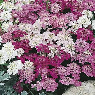 VibeX PAU-10-Candytuft Flower Seed - Dwarf Mix Flower Seed-30 x Seeds Seed