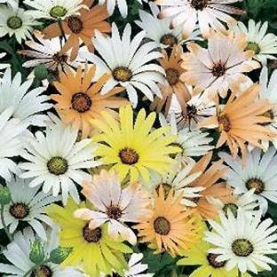 VibeX ™ NBRI-51-Osteospermum, Dimorphotheca Mixed Color Flowering Seeds Seed