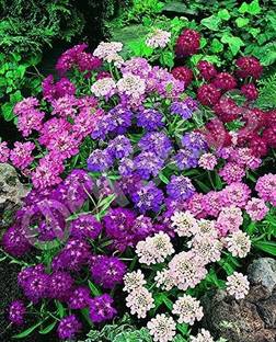 VibeX Candytuft Dwarf Fairy Mixed Seeds-30 x Seeds Seed