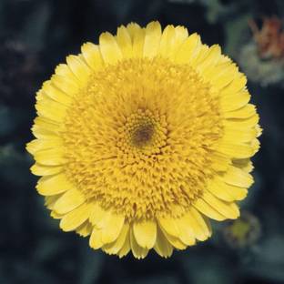 VibeX Calendula Seed