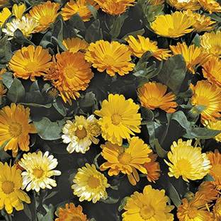 VibeX Rare Calendula Flower" Daisy Mixed" Exotic Ornamental Calendula Flower Seeds Seed