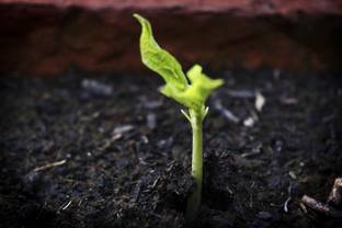 MOG ENRICHED POTTING MIX SOIL 100% ORGANIC WELL GROWTH POTTING MIX SOIL (READY TO SEEDLING OR PLANTING SOIL) Potting Mixture