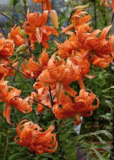 plant palace Lily Plant