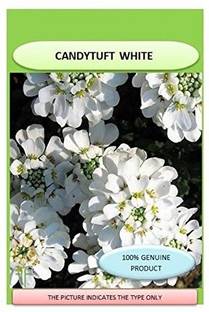 VibeX ICRA-30-VHS Candytuft (Perennial) Snowflake-30 x Seeds Seed