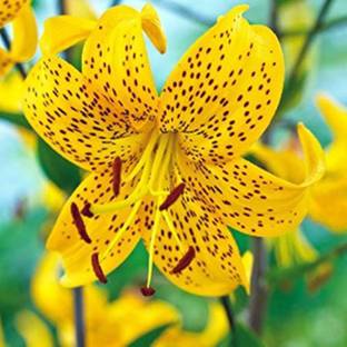 plant palace Lily Plant