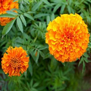 Aro Mari gold orange Seed
