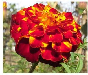 EVY Marigold Plant