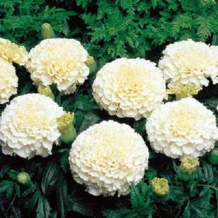 EVY Marigold Plant