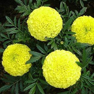 EVY Marigold Plant