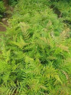 Sjeme Organic Silver Oak Seed Seed