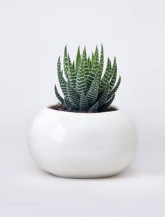 Pots & Plants Howarthia Zebra Plant