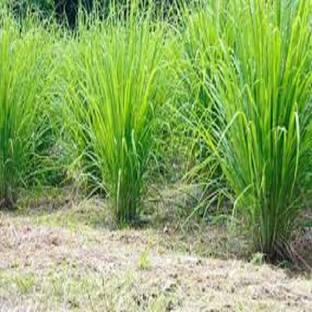 Mozetto Lemon Grass Seed