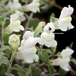 VibeX PAU-1065-Antirrhinum Molle Seeds Seed