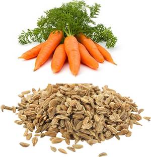 ORGANIC HERBS CARROT SEEDS Seed