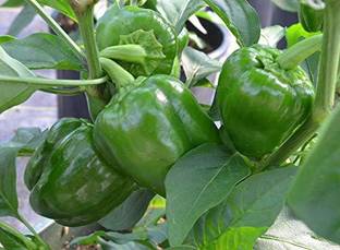 EVY Capsicum
