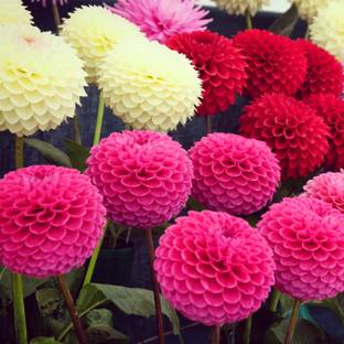 GARDENIFY INDIA DAHLIA Seed