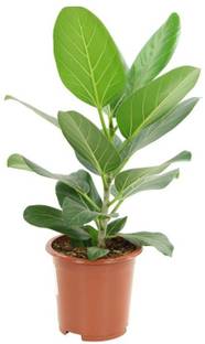 Amazing Gurden Ficus Plant