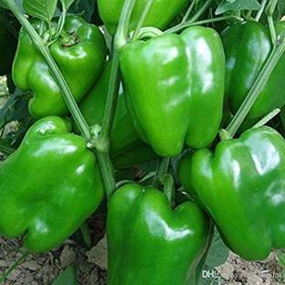 My Dream Nursery Mirch/Chilli Plant