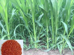 saraswati traders Sorghum Sudan Grass Seed