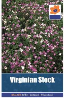 VibeX ® NBIR-21-Stock Night Scented Starlight Scentsation Seed