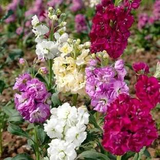 VibeX PAU-39-Stock Crimson Flower Seeds (Matthiola Incana Ten Week Crimson) Seed