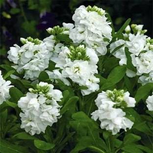 VibeX ™ PAU-84-Stock White (Matthiola Incana Ten Week) Seed