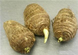 Aywal Arbi Taro root Outdoor Gardening vegetable Bulbs Seed