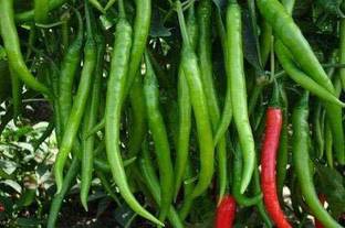 YOUNG STAR CHILLI F1 HYBRID SEED Seed